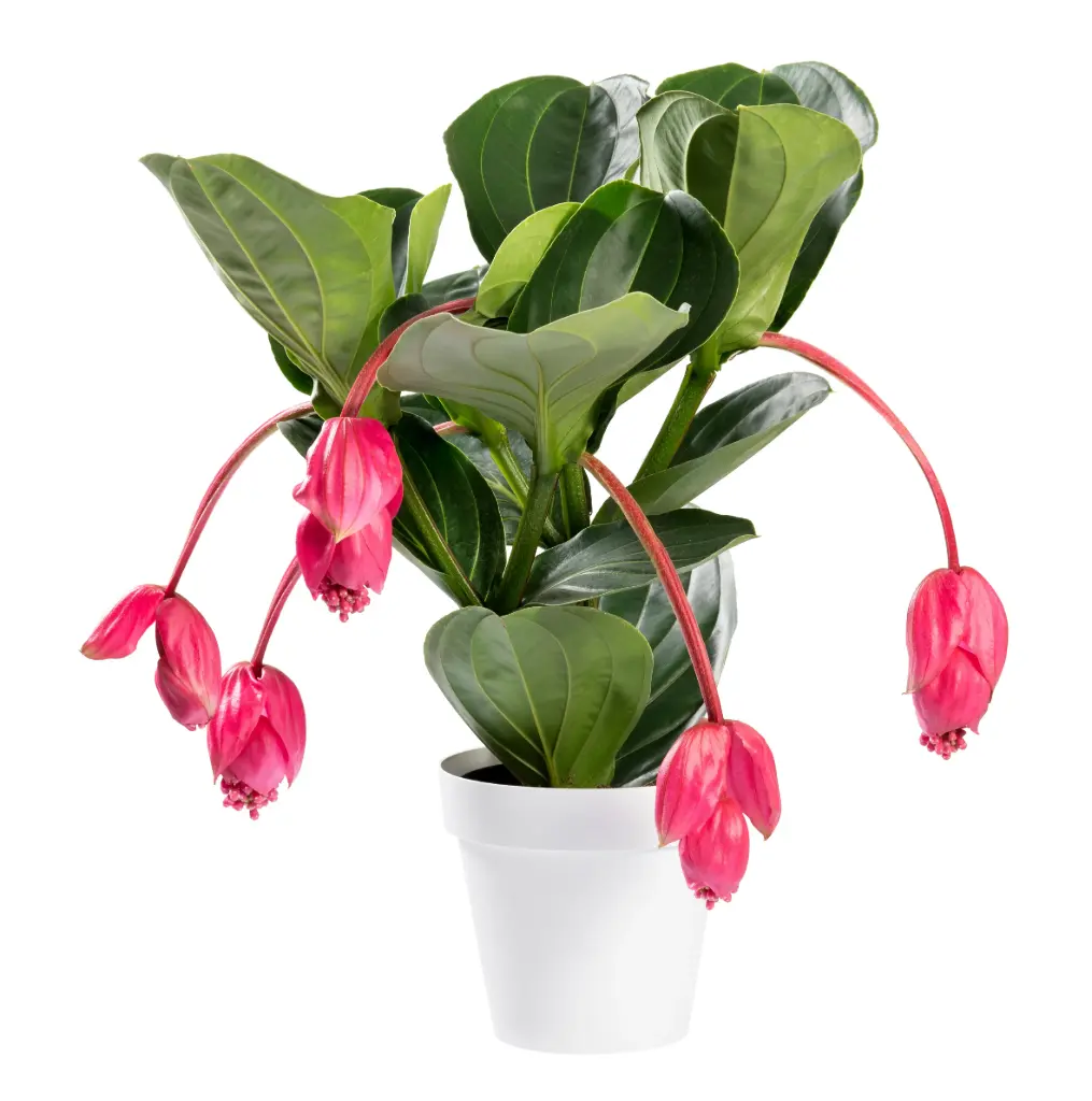 Oivaline korallpõõsas Magnifica Candy P14/35cm 3õit