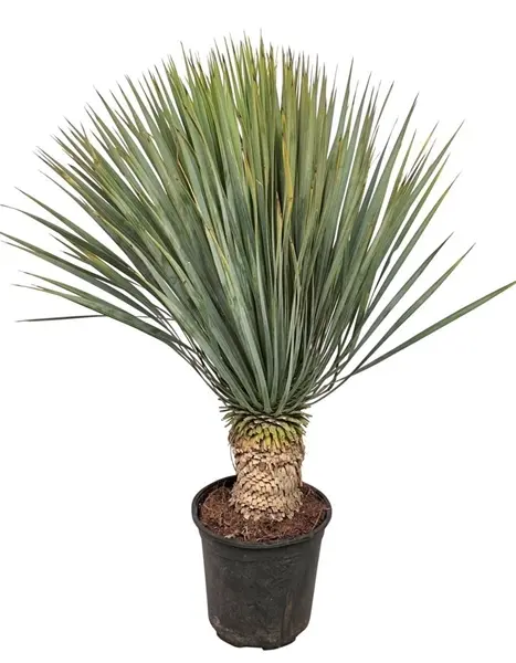 Nokkviljane tääkliilia P24/85cm