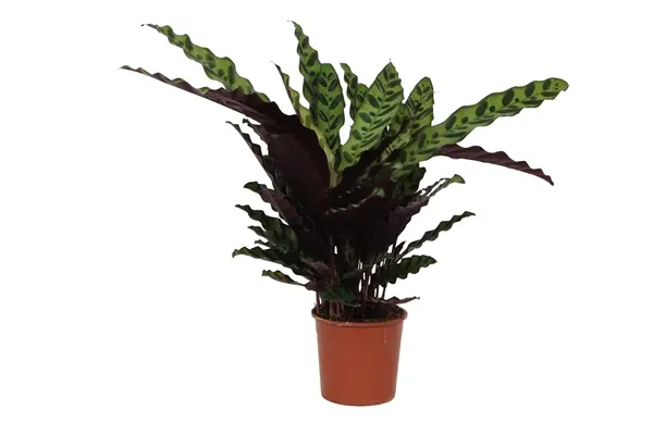Vöötlehik Insigne P14/40cm