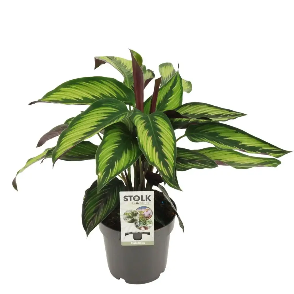 Vöötlehik Beautystar P14/40cm