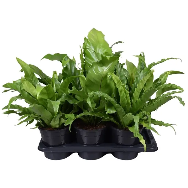 Raunjalg valik P17/40cm 