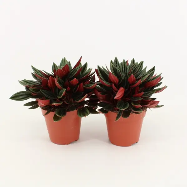 Keerdlehine peperoomia Rosso P12/25cm
