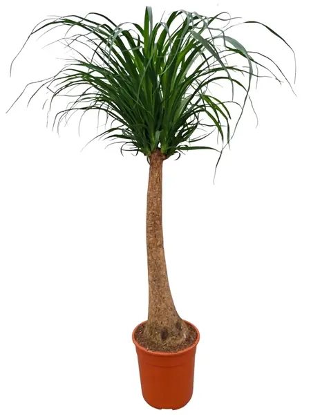 Käändnoliina P27/120cm 
