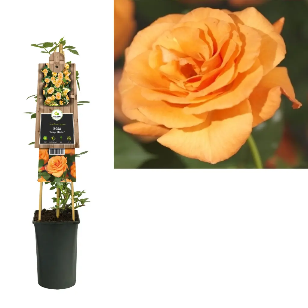 Roniroosoos 'Westerland' SH C2/75cm 