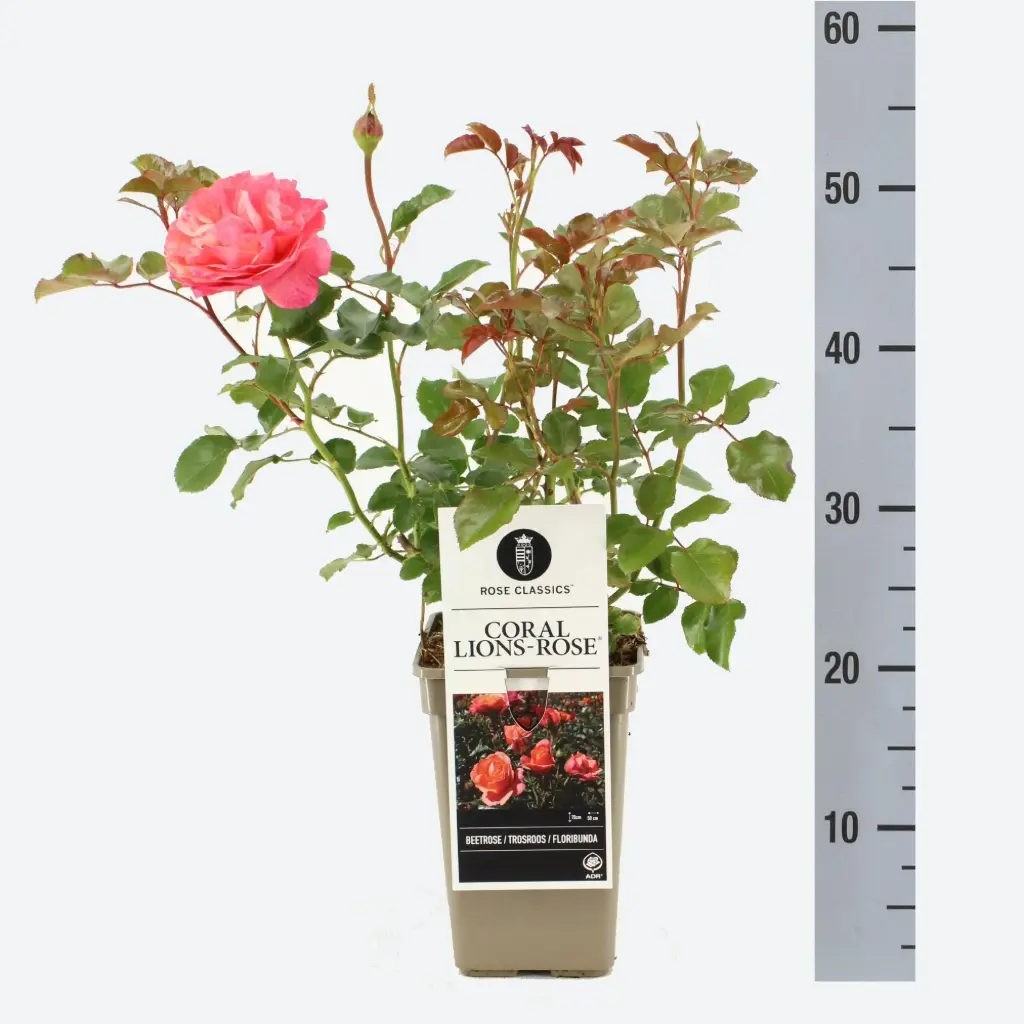 Roos 'Coral Lions-Rose' F C3/30cm