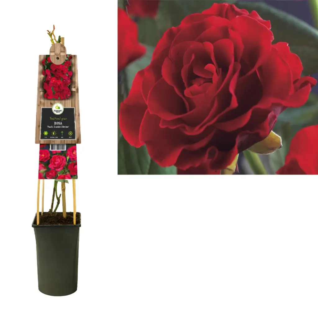 Roniroos 'Pauls Scarlet Climber' CL C3/30cm
