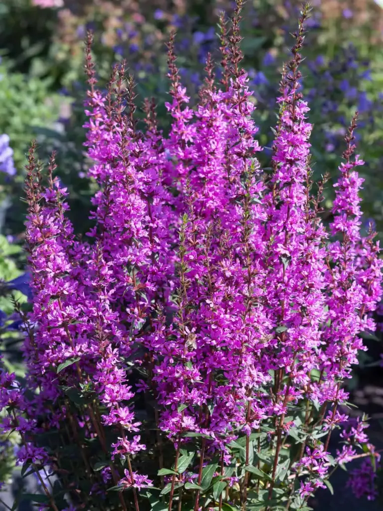 Kukesaba 'Luminara Hot Pink'® C2/D 