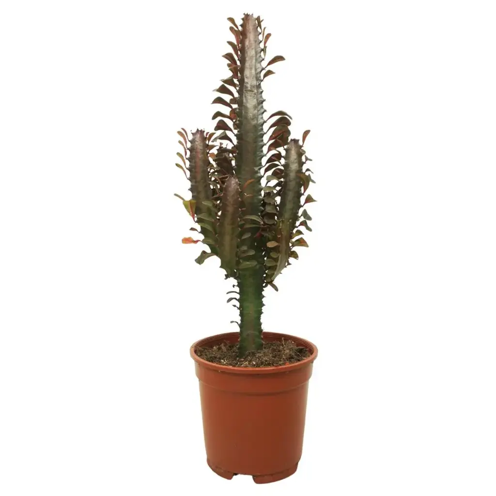 Kolmekandiline piimalill 'Rubra' P12/35cm