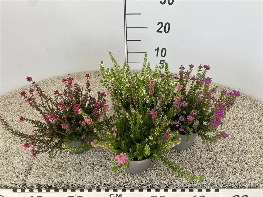 Hall eerika valik P11/20cm