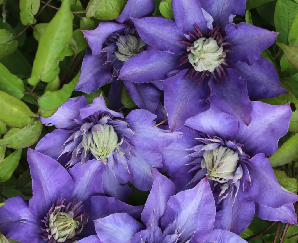 Suureõieline elulõng 'Multi Blue' C2/90cm