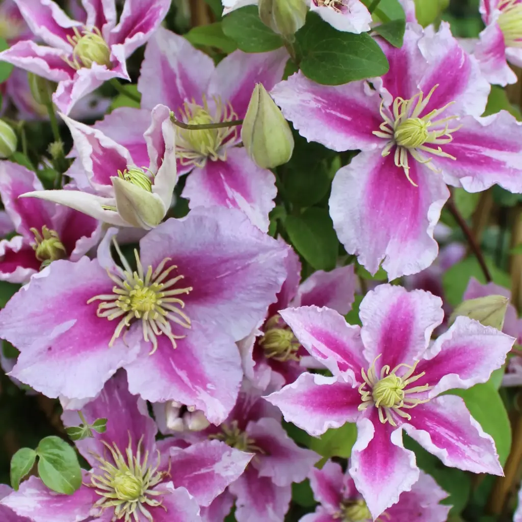 Suureõieline elulõng 'Piilu' C2/90cm