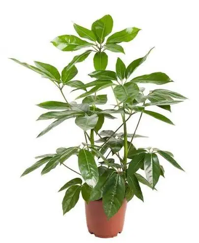 Kiirjas seitselehik Amate P19/70cm