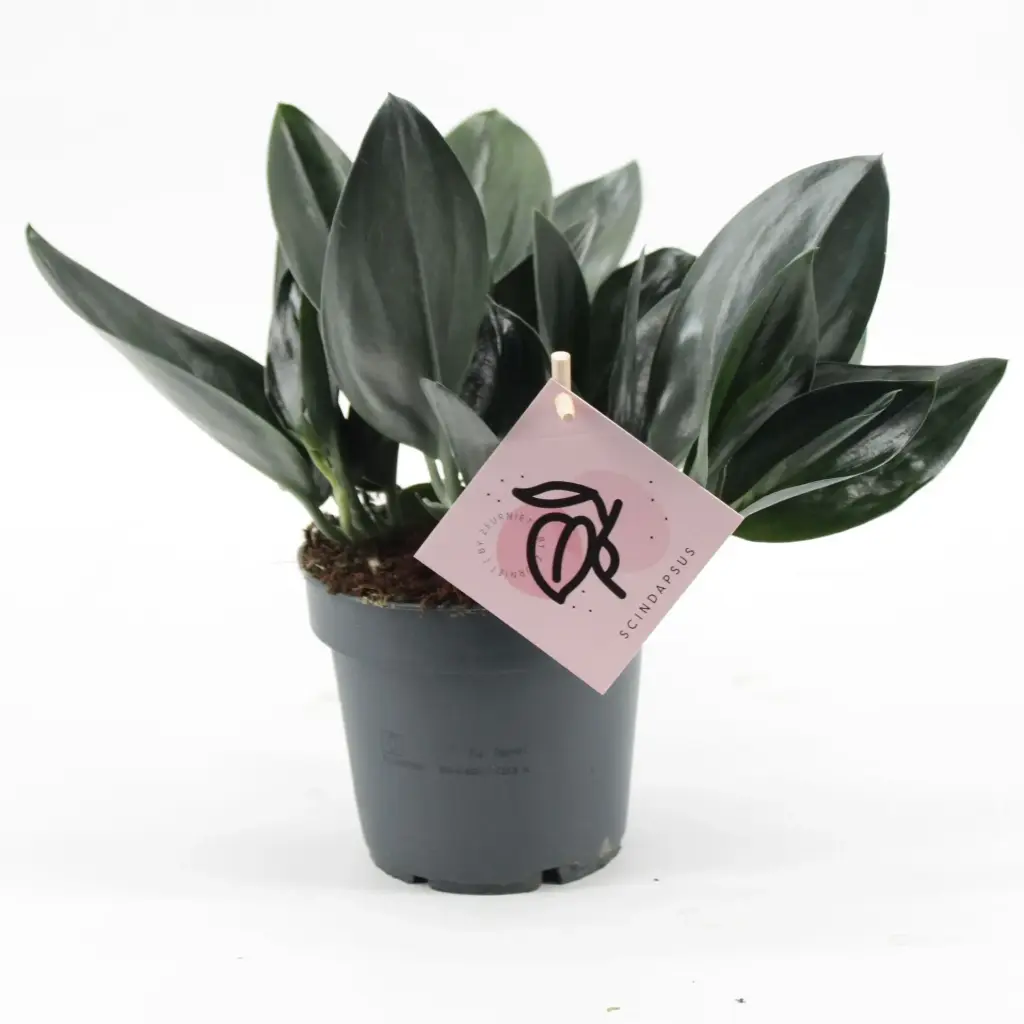 Nõelköis 'Dark Form' P12/20cm