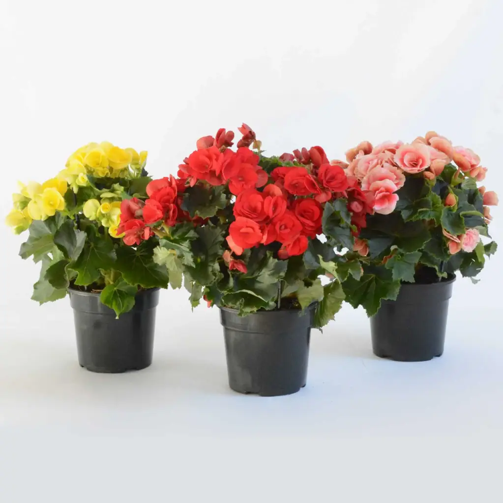 Roosbegoonia valik P9/25cm