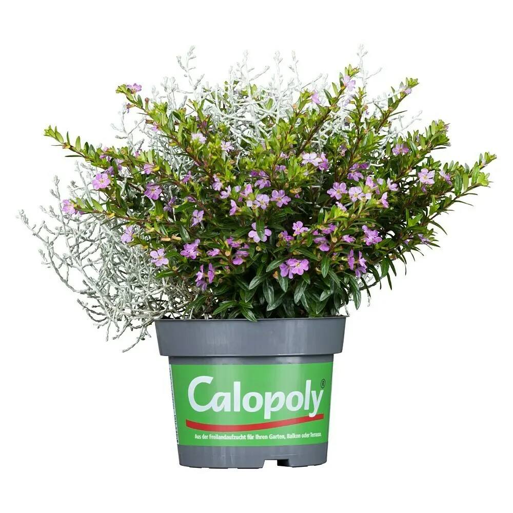 Padipõõsas seades Calopoly P13cm 