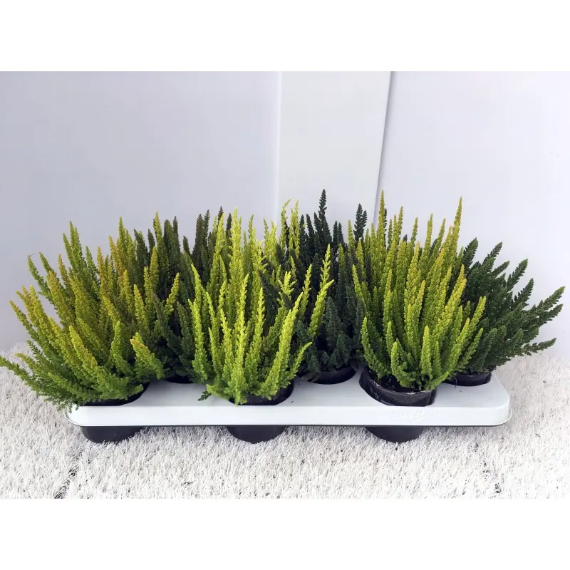 Kanarbik Skyline P10,5/25cm