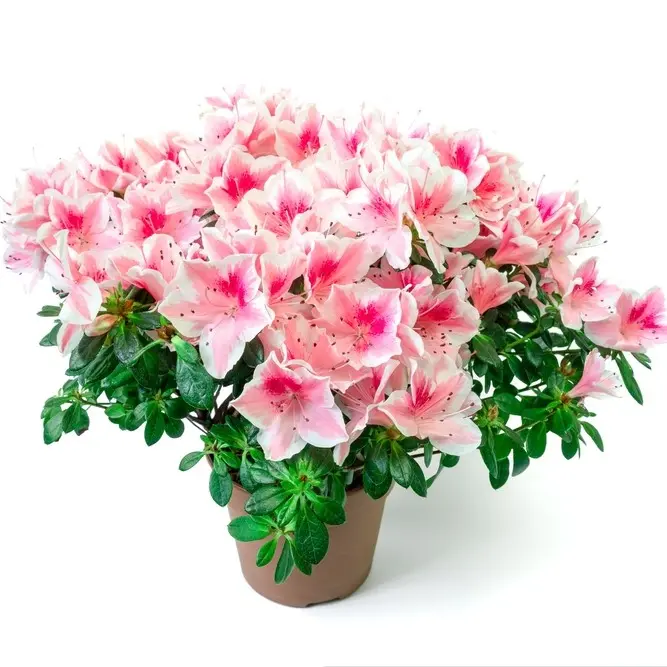 Asalea Hellmut Vogel mix 17Ø 37cm 