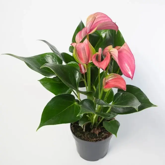 Flamingolil valik P6/15cm