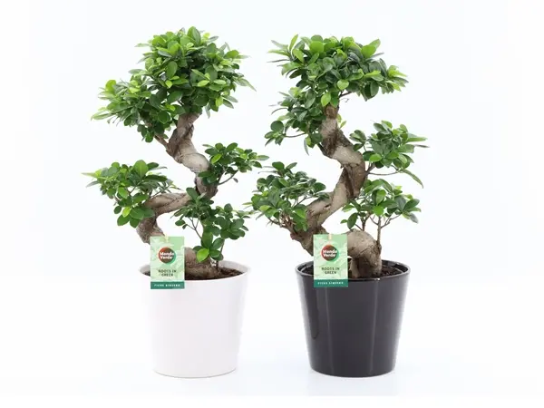 Väikeseviljaline viigipuu 'Ginseng' P22/60cm