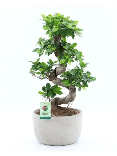 Väikeseviljaline viigipuu'Ginseng'S-type P30/75cm 