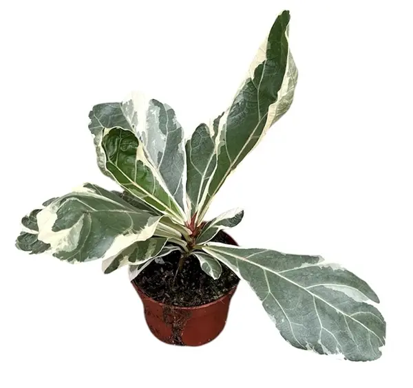 Lüüra-viigipuu Variegata P10,5/20cm