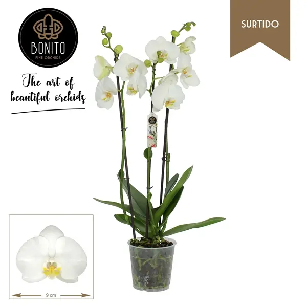 Kuuking Anthura Nottingham Surtido P12/60cm 3v