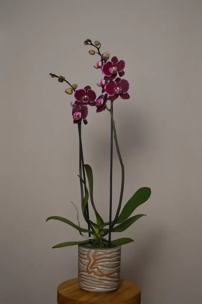 Kuuking Anthura Montpellier P12/60cm 2v