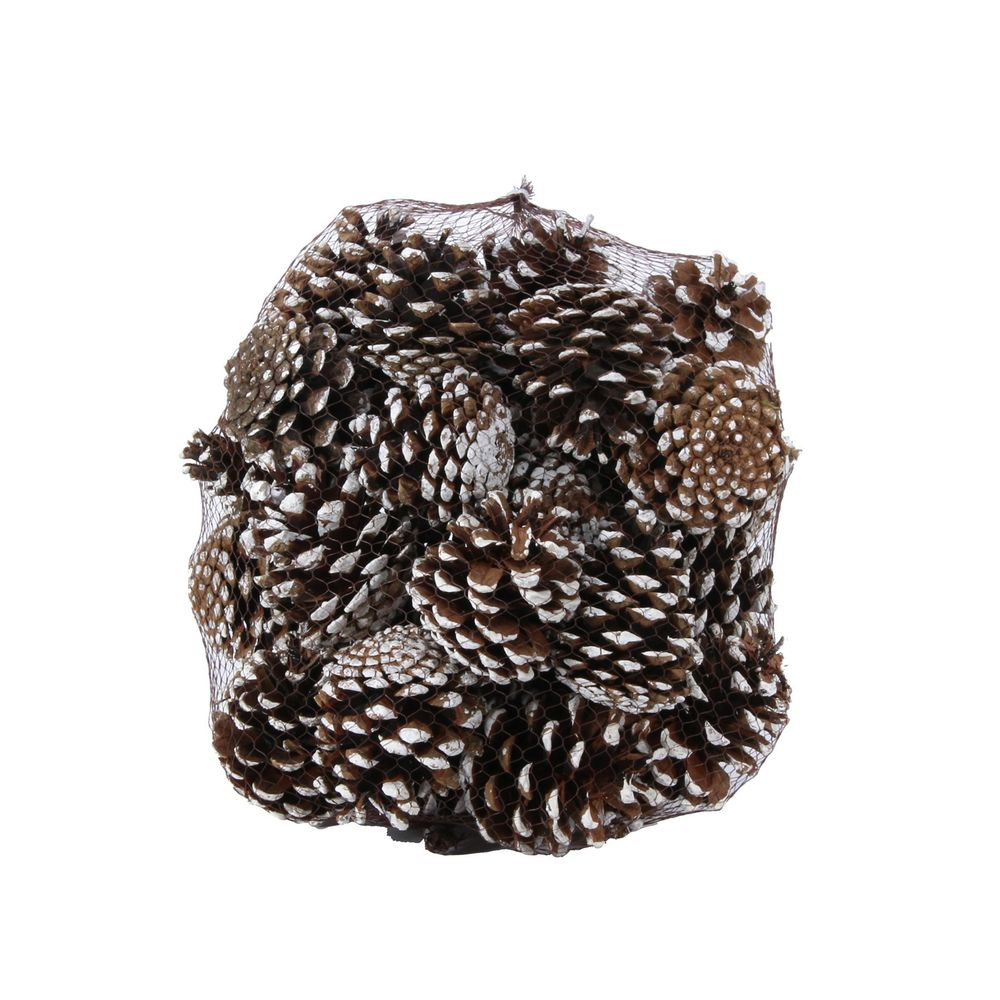 Pinus Nigra käbi 1kg valge tipp