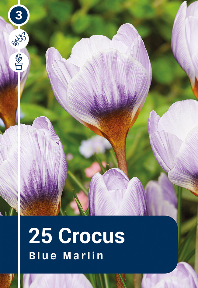 Krookus 'Blue Marlin' 25tk 5/+