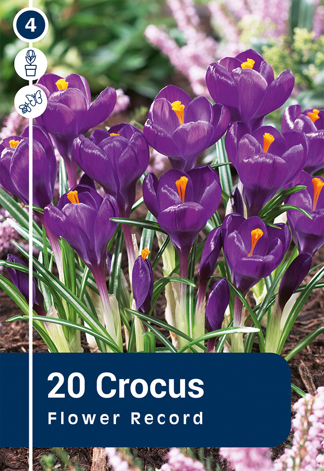 Krookus 'Flower Record' 20tk 8/9