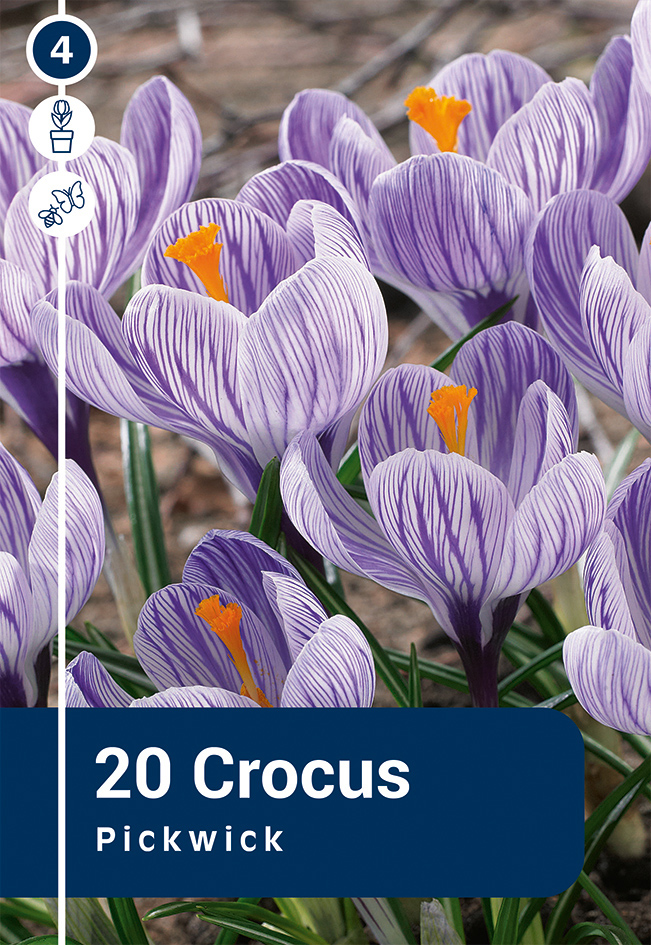 Krookus 'Pickwick' 20tk 8/9