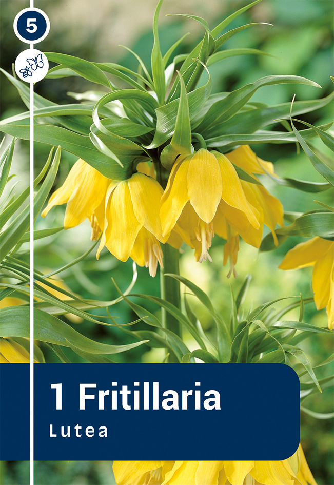 Harilik püvilill 'Lutea' 1tk 20/22