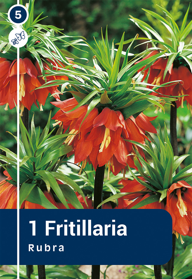 Harilik püvilill 'Rubra' 1tk 20/22