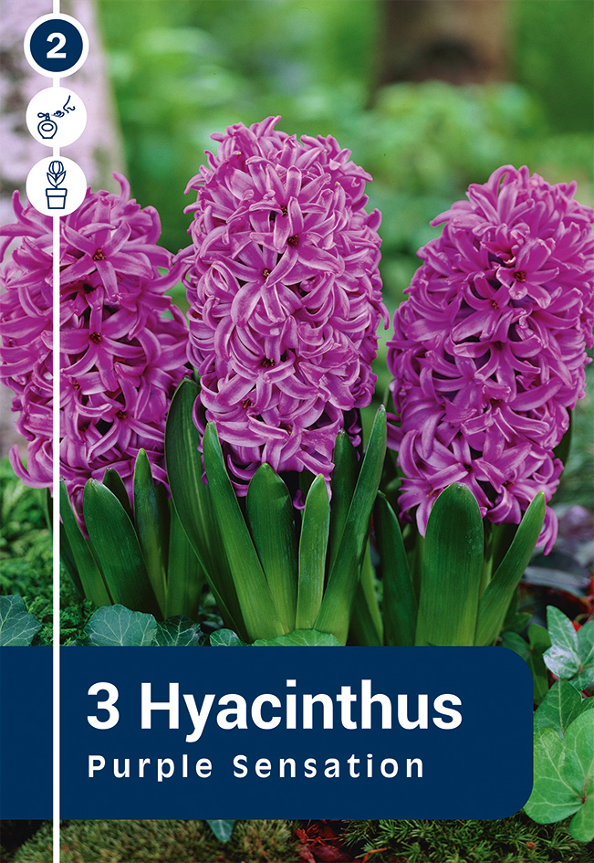 Hüatsint 'Purple Sensation' 3tk 15/16