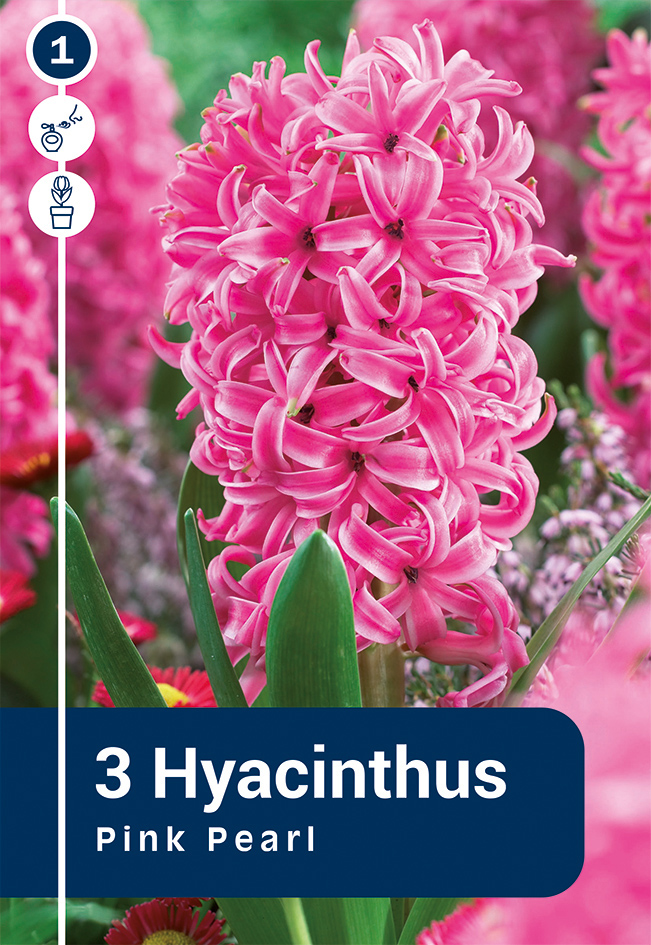 Hüatsint 'Pink Pearl' 3tk 15/16