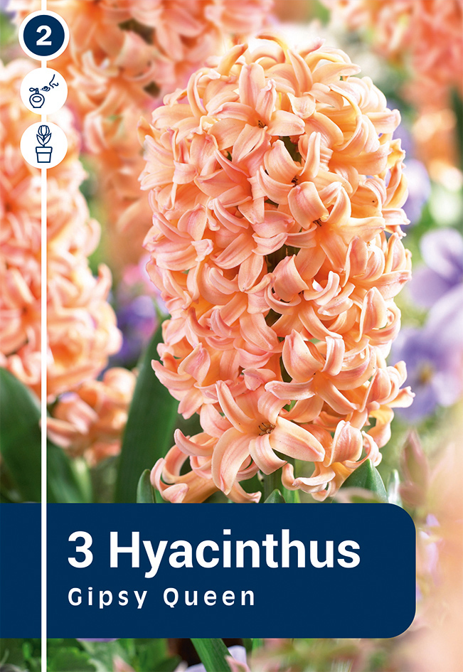 Hüatsint 'Gipsy Queen' 3tk 15/16