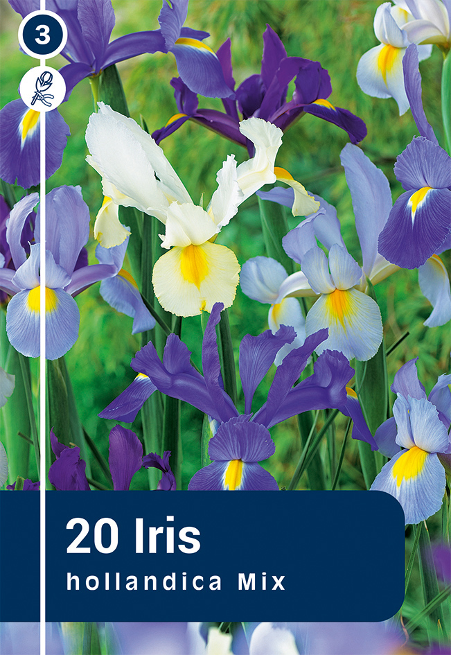 Hollandi iiris  valik 20tk 8/9