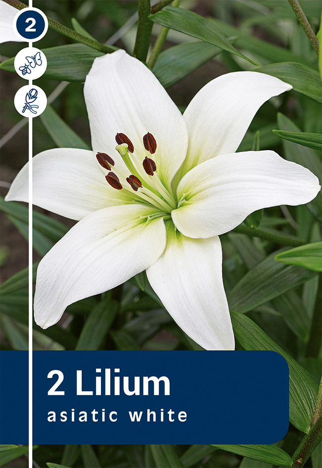 Aasia liilia 'Asiatic White' 2tk 16/18