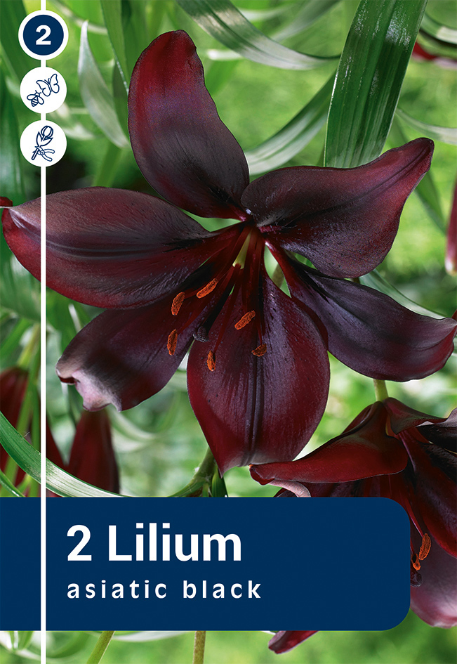 Aasia liilia 'Asiatic Black' 2tk 16/18