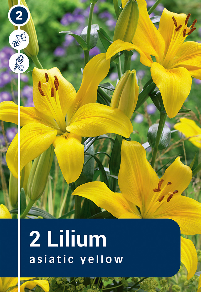 Aasia liilia 'Asiatic Yellow' 2tk 16/18
