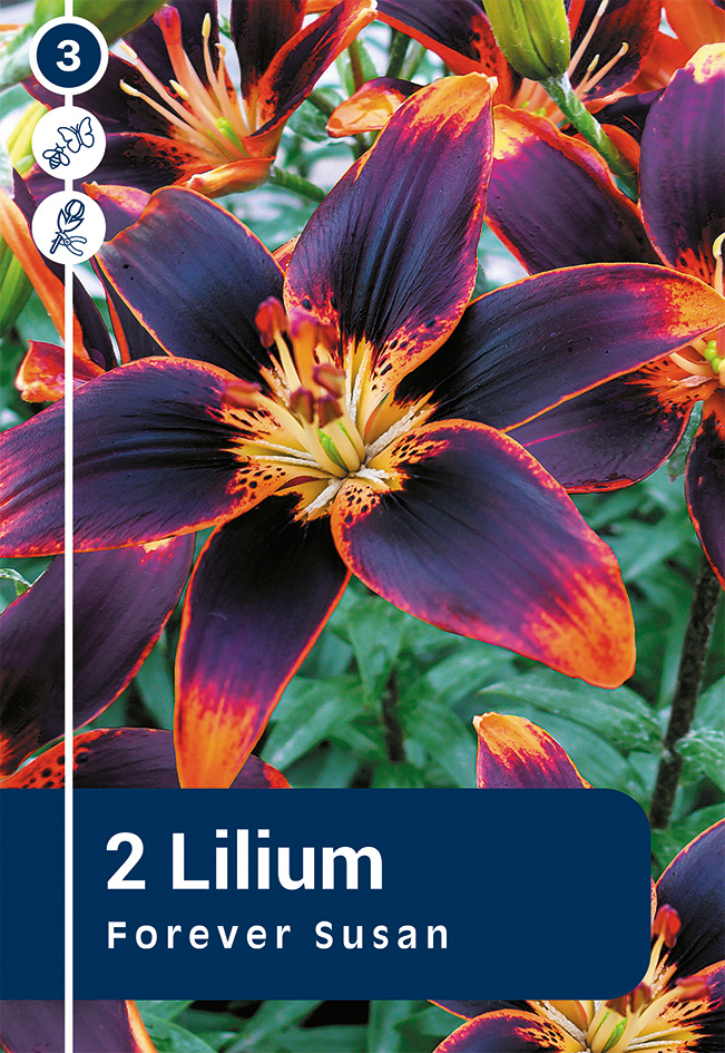 Aasia liilia 'Forever Susan' 2tk 16/18