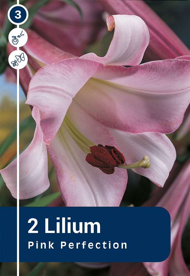 Trompetliilia 'Pink Perfection' 2tk 18/20