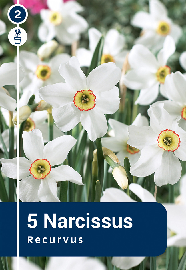 Nartsiss 'Recurvus' 5tk 12/14