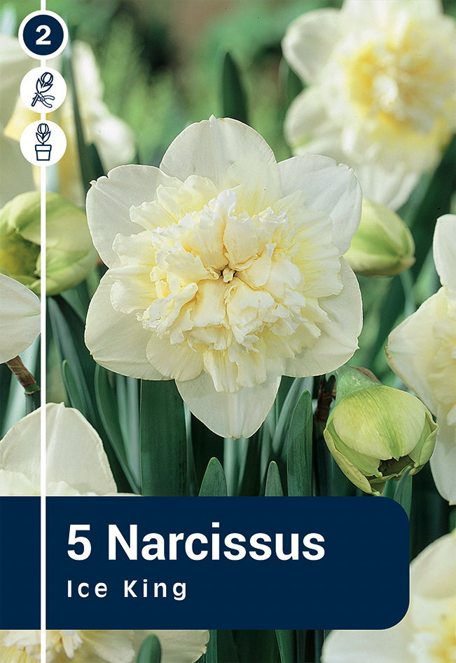 Nartsiss 'Ice King' 5tk 12/14