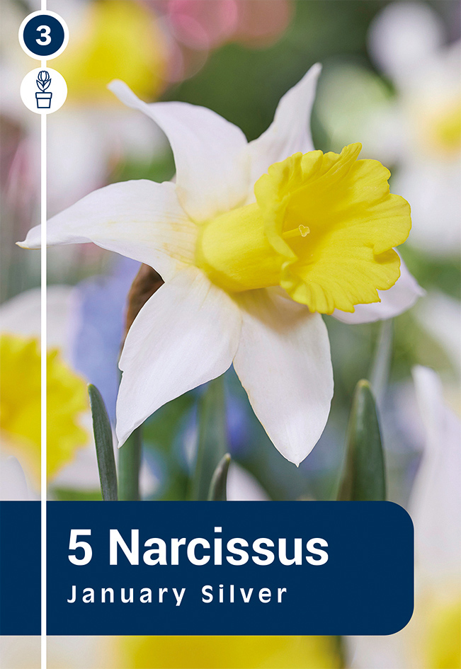 Nartsiss 'January Silver' 5tk 12/14