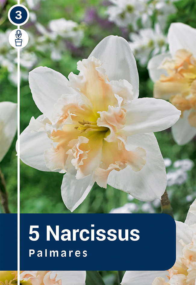 Nartsiss 'Palmares' 5tk 12/14