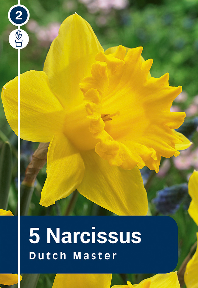 Nartsiss 'Dutch Master' 5tk 12/14