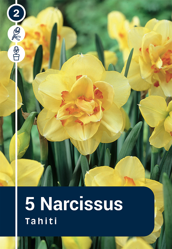 Nartsiss 'Tahiti' 5tk 12/14