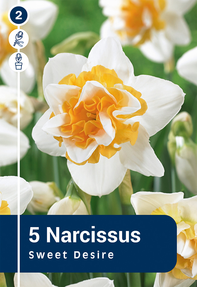 Nartsiss 'Sweet Desire' 5tk 12/14