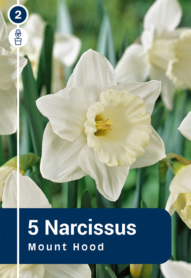 Nartsiss 'Mount Hood' 5tk 12/14